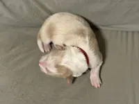 ♥️Red collar- Gold -MALE♥️ (reserved), a male Border Collie for sale in Washoe City, NV – Photo 2 of 5