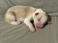 ♥️Red collar- Gold -MALE♥️ (reserved), a male Border Collie for sale in Washoe City, NV – Photo 3 of 5