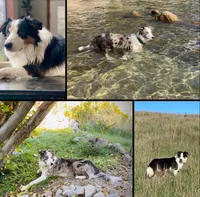 ♥️Red collar- Gold -MALE♥️ (reserved), a male Border Collie for sale in Washoe City, NV – Photo 5 of 5