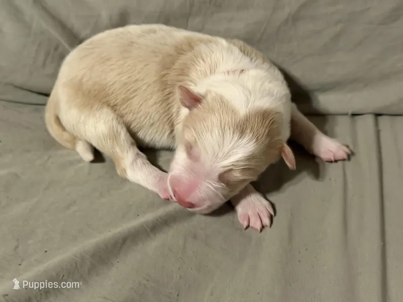 ♥️Red collar- Gold -MALE♥️ (reserved) – Border Collie puppy on hold in Washoe City, NV