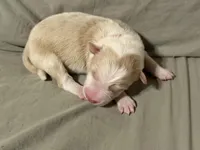 ♥️Red collar- Gold -MALE♥️ (reserved), a male Border Collie for sale in Washoe City, NV – Photo 1 of 5