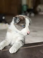 Light blue collar- seal merle-MALE , a male Border Collie for sale in Washoe City, NV – 2 of 10