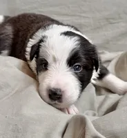 🌷Magenta collar- Seal- FEMALE🌷, a female Border Collie for sale in Washoe City, NV – Photo 5 of 10