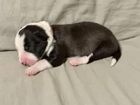 🌷Magenta collar- Seal, split face- FEMALE🌷, a female Border Collie for sale in Washoe City, NV – Photo 2 of 6