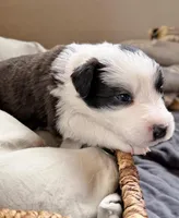 🌷Magenta collar- Seal- FEMALE🌷, a female Border Collie for sale in Washoe City, NV – Photo 7 of 10