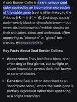 🌷Magenta collar- Seal- FEMALE🌷, a female Border Collie for sale in Washoe City, NV – Photo 8 of 10