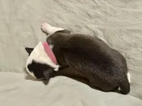 🌷Magenta collar- Seal, split face- FEMALE🌷, a female Border Collie for sale in Washoe City, NV – Photo 4 of 6