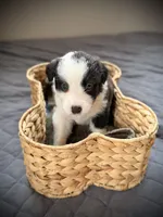 🌷Magenta collar- Seal- FEMALE🌷, a female Border Collie for sale in Washoe City, NV – Photo 2 of 10