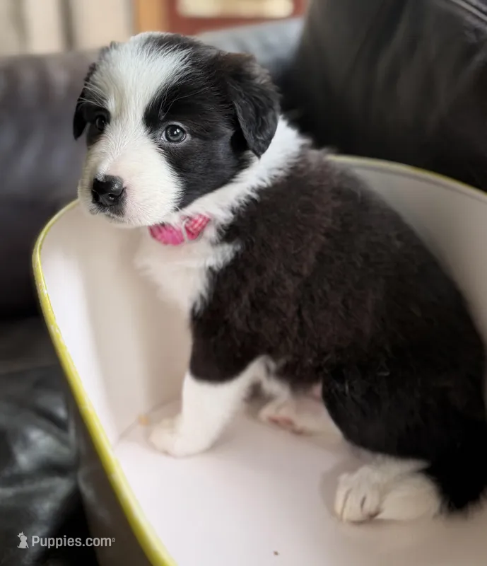 🌷Magenta collar- Seal- FEMALE🌷 – Border Collie puppy on hold in Washoe City, NV