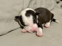 🌷Magenta collar- Seal, split face- FEMALE🌷, a female Border Collie for sale in Washoe City, NV – Photo 5 of 6