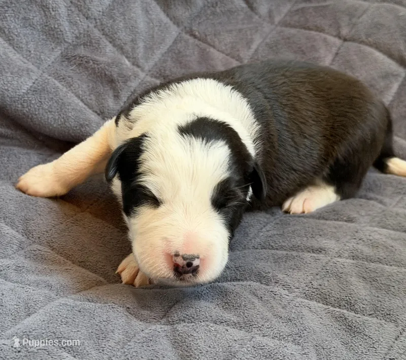🌷Magenta collar- Seal, split face- FEMALE🌷 – Border Collie puppy for sale in Washoe City, NV