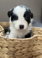 🌷Magenta collar- Seal- FEMALE🌷, a female Border Collie for sale in Washoe City, NV – Photo 1 of 10