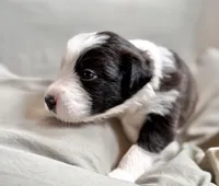 🌷Magenta collar- Seal- FEMALE🌷, a female Border Collie for sale in Washoe City, NV – Photo 6 of 10