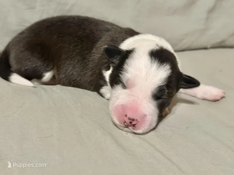 🌷Magenta collar- Seal, split face- FEMALE🌷 – Border Collie puppy for sale in Washoe City, NV