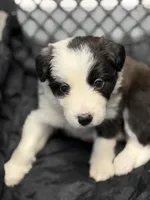 🌷Magenta collar- Seal- FEMALE🌷, a female Border Collie for sale in Washoe City, NV – Photo 4 of 10