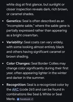 🌷Magenta collar- Seal- FEMALE🌷, a female Border Collie for sale in Washoe City, NV – Photo 9 of 10