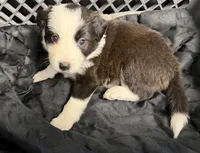 🌷Magenta collar- Seal- FEMALE🌷, a female Border Collie for sale in Washoe City, NV – Photo 3 of 10