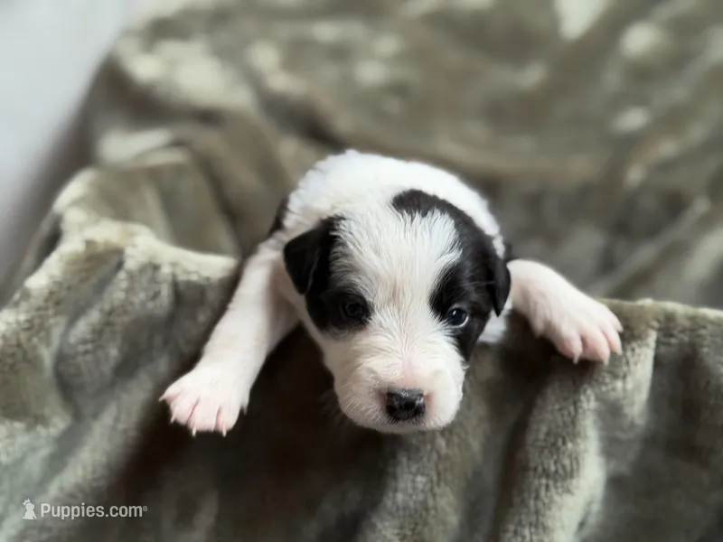 🌷Magenta collar- Seal, split face- FEMALE🌷 – Border Collie puppy for sale in Washoe City, NV