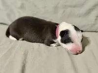 🌷Magenta collar- Seal, split face- FEMALE🌷, a female Border Collie for sale in Washoe City, NV – Photo 3 of 6