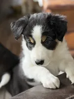 🌸 Black/white Tri-FEMALE🌸, a female Border Collie for sale in Washoe City, NV – 4 of 10