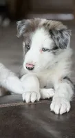 Light blue collar- seal merle-MALE , a male Border Collie for sale in Washoe City, NV – 3 of 10