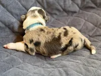 Light blue collar- seal/sable merle-MALE , a male Border Collie for sale in Washoe City, NV – Photo 6 of 9