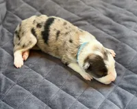 Light blue collar- seal/sable merle-MALE , a male Border Collie for sale in Washoe City, NV – Photo 7 of 9