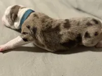 Light blue collar- seal merle-MALE , a male Border Collie for sale in Washoe City, NV – Photo 4 of 6