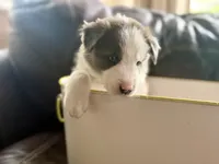 Light blue collar- seal merle-MALE , a male Border Collie for sale in Washoe City, NV – 7 of 10