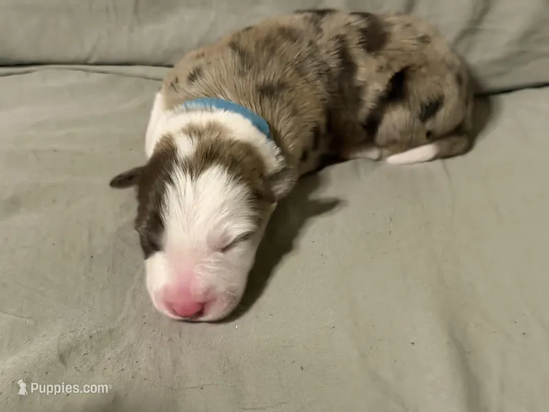 Light blue collar- seal merle-MALE – Border Collie puppy for sale in Washoe City, NV