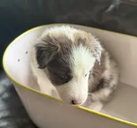 Light blue collar- seal merle-MALE , a male Border Collie for sale in Washoe City, NV – 9 of 10