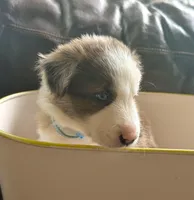 Light blue collar- seal merle-MALE , a male Border Collie for sale in Washoe City, NV – 6 of 10