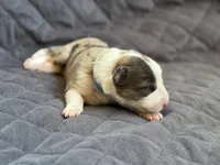 Light blue collar- seal/sable merle-MALE , a male Border Collie for sale in Washoe City, NV – Photo 4 of 9