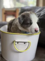 Light blue collar- seal merle-MALE , a male Border Collie for sale in Washoe City, NV – 8 of 10