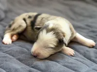 Light blue collar- seal/sable merle-MALE , a male Border Collie for sale in Washoe City, NV – Photo 2 of 9