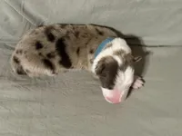 Light blue collar- seal merle-MALE , a male Border Collie for sale in Washoe City, NV – Photo 5 of 6