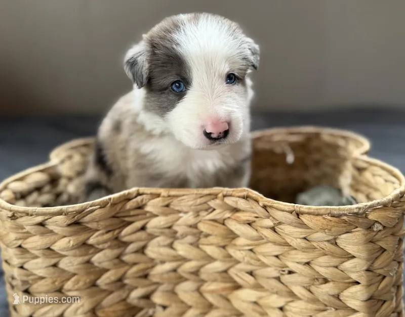 Light blue collar- seal/sable merle-MALE  – Border Collie puppy for sale in Washoe City, NV