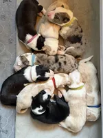 Light blue collar- seal/sable merle-MALE , a male Border Collie for sale in Washoe City, NV – Photo 9 of 9