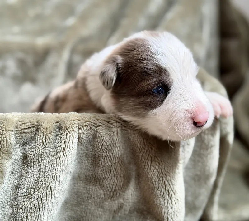 Light blue collar- seal/sable merle-MALE  – Border Collie puppy for sale in Washoe City, NV
