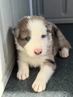 Light blue collar- seal merle-MALE , a male Border Collie for sale in Washoe City, NV – 10 of 10