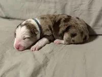 Light blue collar- seal merle-MALE , a male Border Collie for sale in Washoe City, NV – Photo 3 of 6