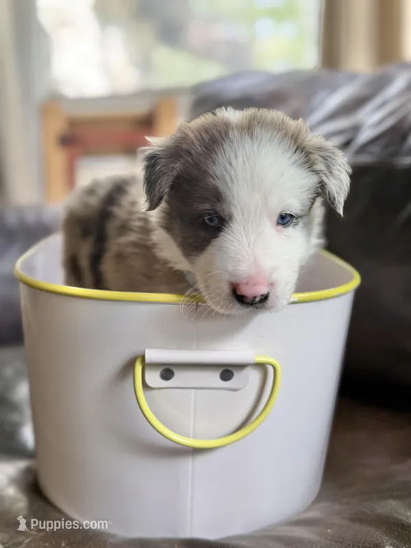 Light blue collar- seal/sable merle-MALE  – Border Collie puppy for sale in Washoe City, NV