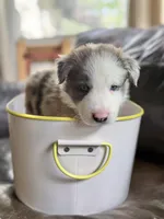 Light blue collar- seal merle-MALE , a male Border Collie for sale in Washoe City, NV – 4 of 10