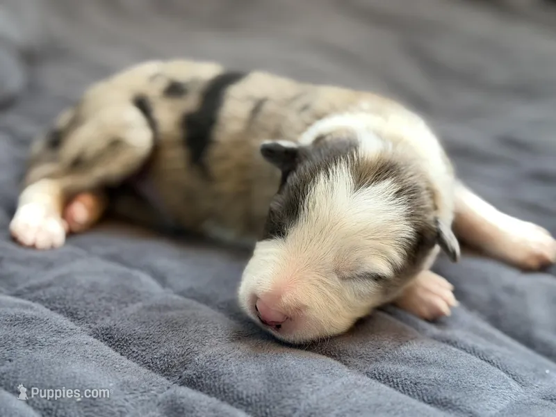 Light blue collar- seal/sable merle-MALE  – Border Collie puppy for sale in Washoe City, NV