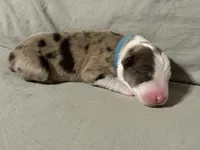 Light blue collar- seal merle-MALE , a male Border Collie for sale in Washoe City, NV – Photo 2 of 6