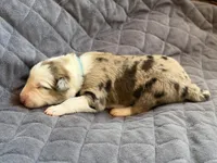 Light blue collar- seal/sable merle-MALE , a male Border Collie for sale in Washoe City, NV – Photo 5 of 9