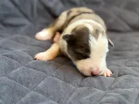 Light blue collar- seal/sable merle-MALE , a male Border Collie for sale in Washoe City, NV – Photo 3 of 9