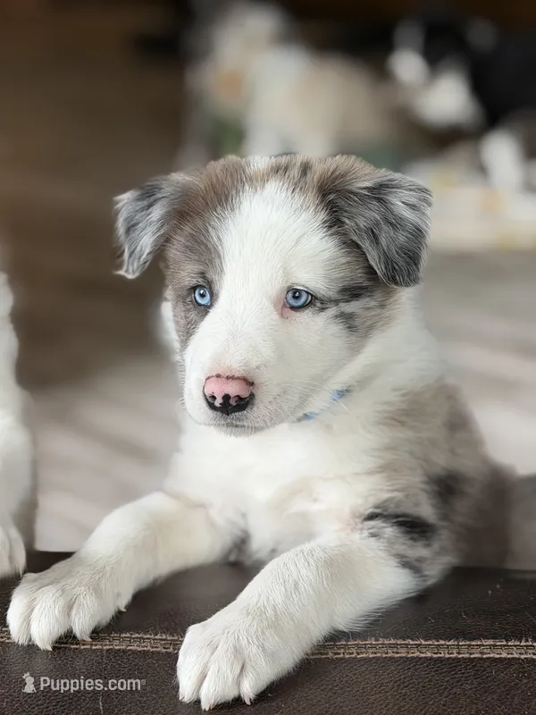 Light blue collar- seal merle-MALE  – Border Collie puppy for sale in Washoe City, NV