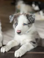 Light blue collar- seal merle-MALE , a male Border Collie for sale in Washoe City, NV – 1 of 10