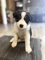 🌸 Black/white Tri-FEMALE🌸, a female Border Collie for sale in Washoe City, NV – 8 of 10